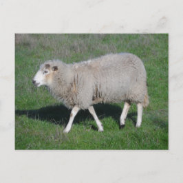 Får Vykort