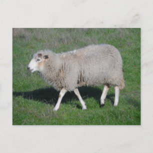 Får Vykort