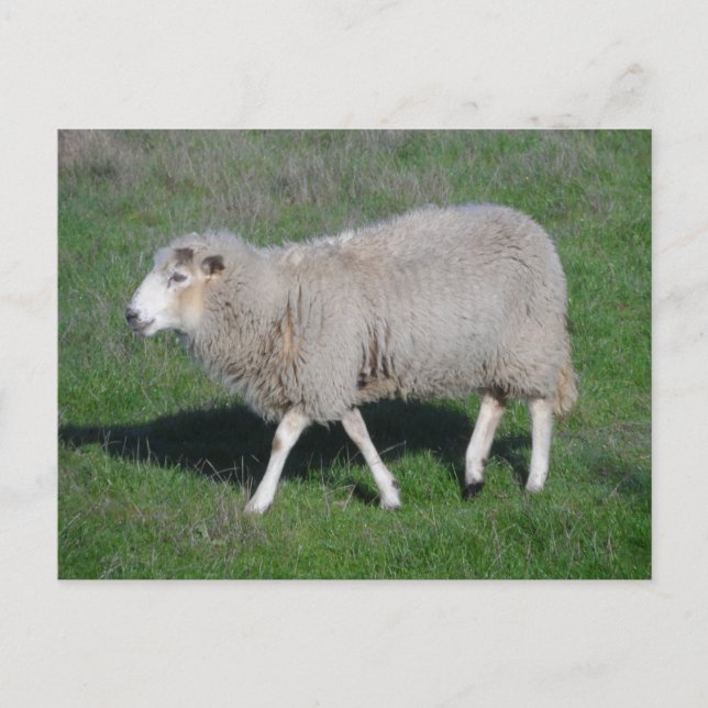 Får Vykort (Framsida)