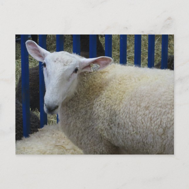 Får Vykort (Framsida)