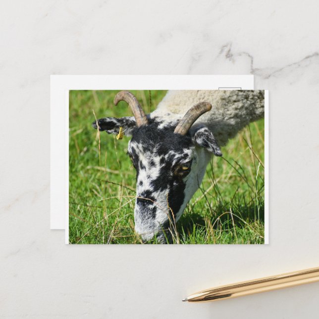 Får Vykort (Fram/Back In Situ)