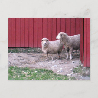 Får Vykort