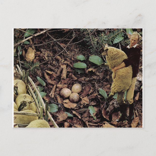 Fårägg - inbjudan vykort (Framsida)