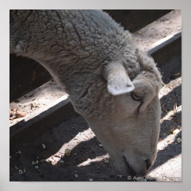 fårätande popcorn poster (Framsidan)