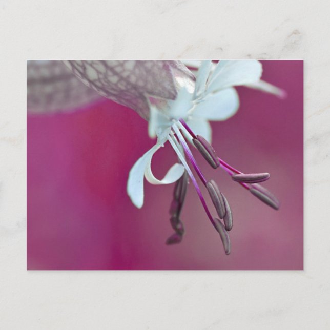 Farbenfroh Vykort (Framsida)