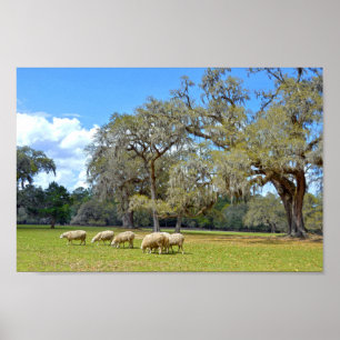 Fårbete vid Middleton Ställe, South Carolina Poster