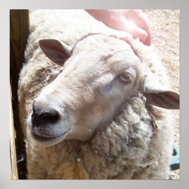 Fårbild från den Bra Shepherd Christian Art Poster (Framsidan)