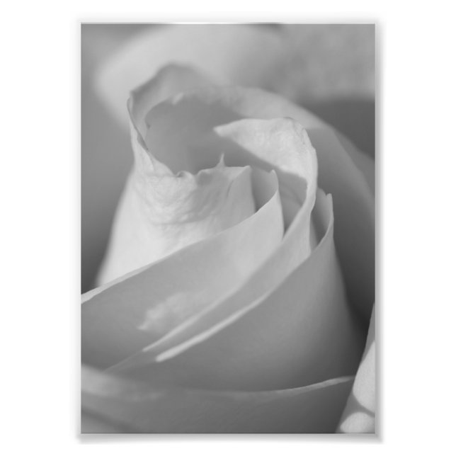 &Färdig fotoutskrift i Vit ros Fototryck (Framsidan)