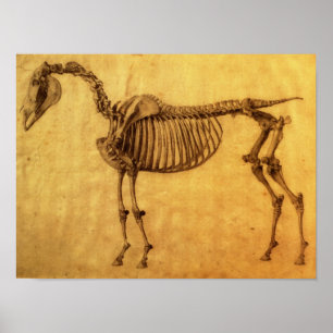 Färdig studie för det första Skeletal bord Poster