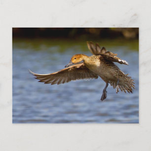 Färdkort för anka vykort