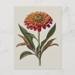 Färdkortsillustration av en Zinnia Vykort