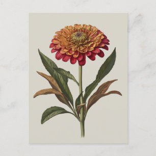 Färdkortsillustration av en Zinnia Vykort