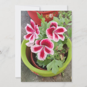 Fareham Pelargonium Blomma Platt Kort