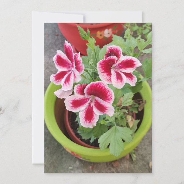 Fareham Pelargonium Flower Flat Card (Framsida)