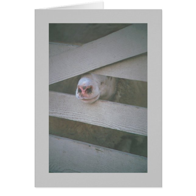 Fårens muskel genom staketet hälsningskort (Framsidan)