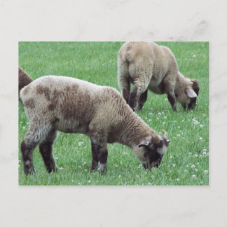 Fåret av berget Vernon... Vykort