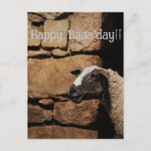 Fåret, Grattis på födelsedagen!