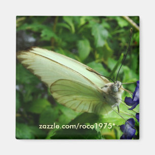 farfallabianca magnet