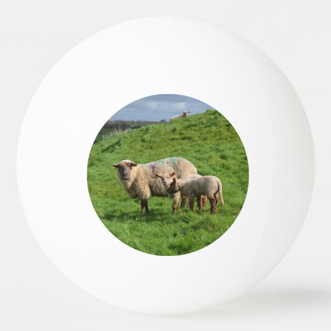 Fårfamilj Pingisboll (Framsidan)