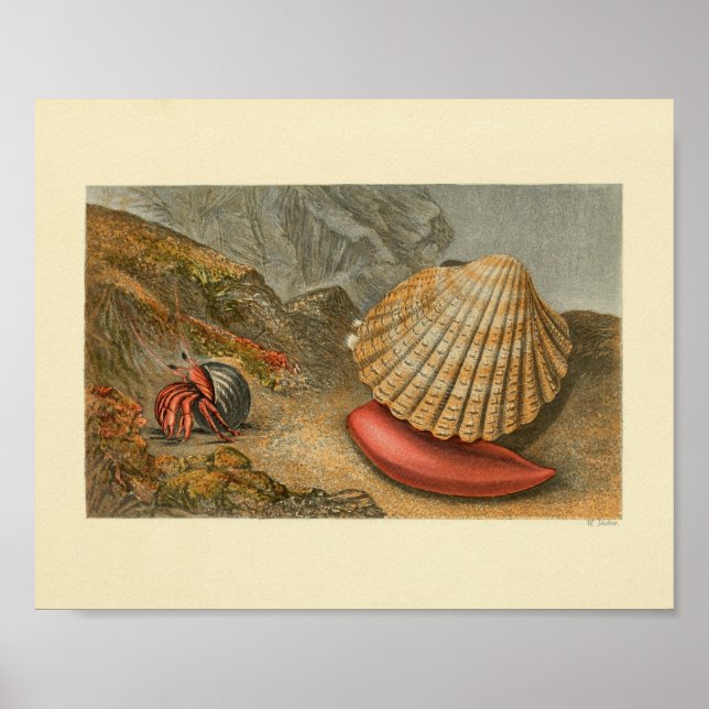 Färg Art Skriv ut Hermit Crab Sea Snäcka Poster (Framsidan)