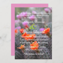 Färg av rosans bakgrund i öknen