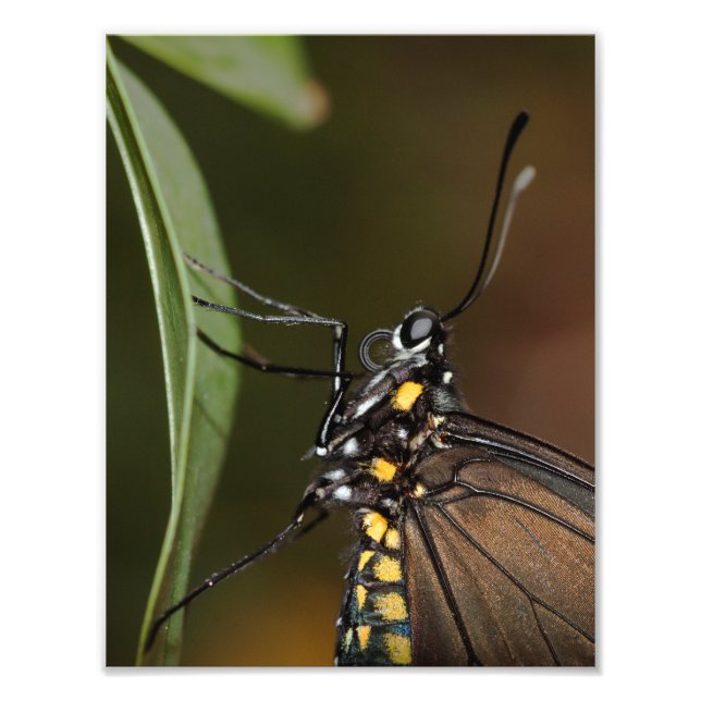 Färg av Zebra Longwing Fototryck (Framsidan)