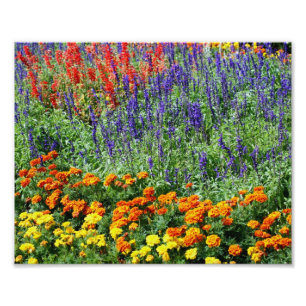 Färg Blomsterträdgård 10x8-Blommigt Fototryck