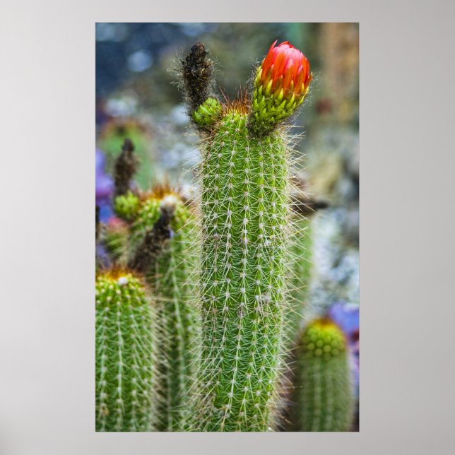Färg Cacti Poster (Framsidan)