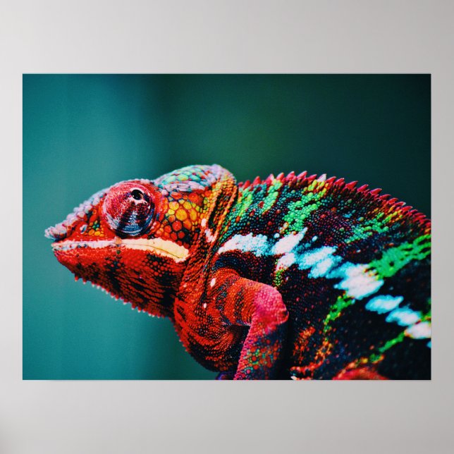 Färg Changing Rainbow Chameleon Reptile Poster (Framsidan)