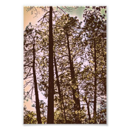 färg efter träd fotoutskrift fototryck