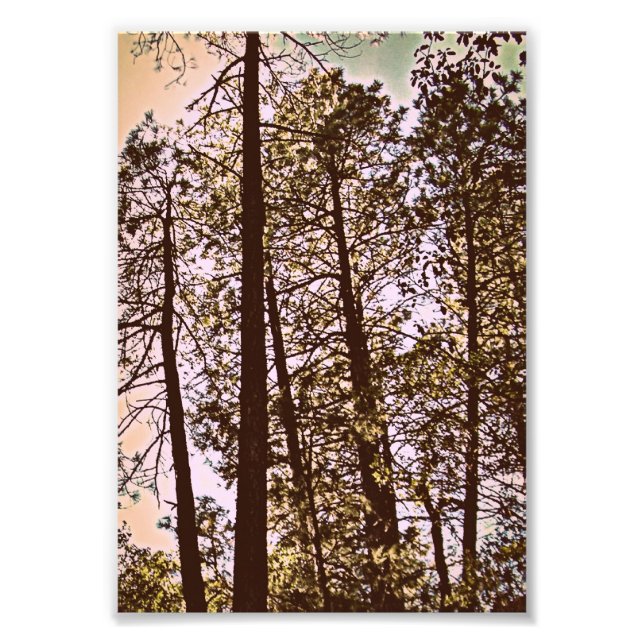 färg efter träd fotoutskrift fototryck (Framsidan)