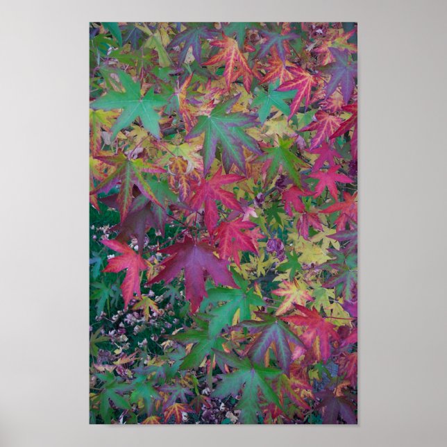 Färg Fall Poster (Framsidan)