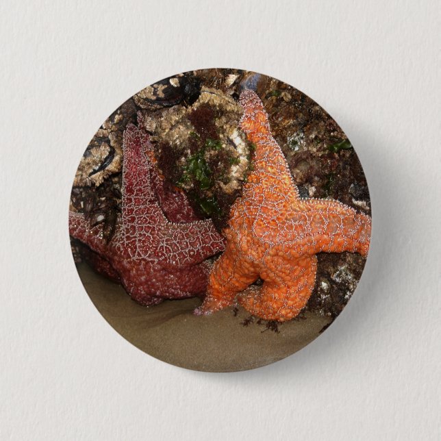 Färg Foto 3 Starfish/Sea Star Photo in Oregon Knapp (Framsida)
