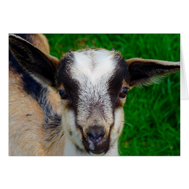 Färg Hälsningskort (Framsidan Horizontal)