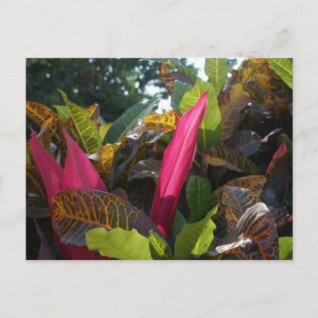 Färg i Bucerias, Mexiko Vykort (Framsida)