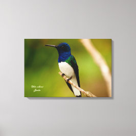 Färg i Contemplation Canvastryck