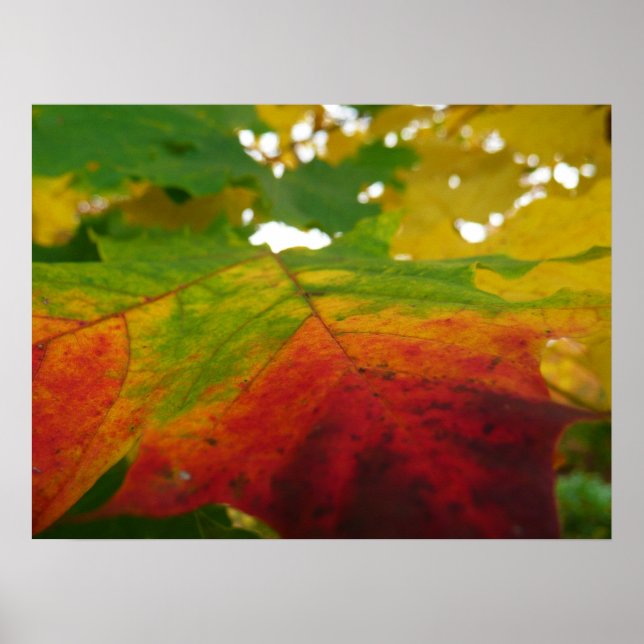 Färg i Löv höstfotografi av kulan Poster (Framsidan)