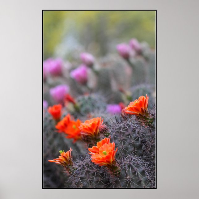 Färg i öknen poster (Framsidan)