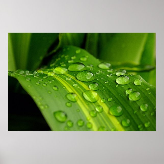 Färg i Rain.. Poster (Framsidan)