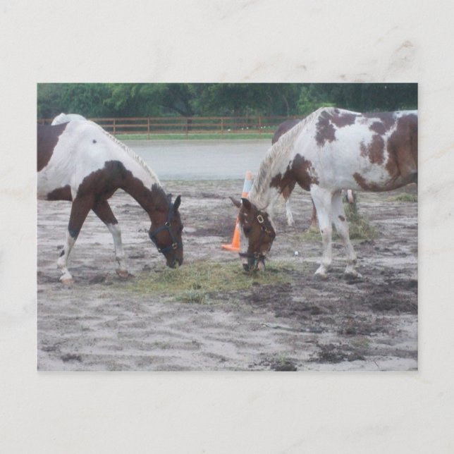 Färg-/inmatningskort Vykort (Framsida)