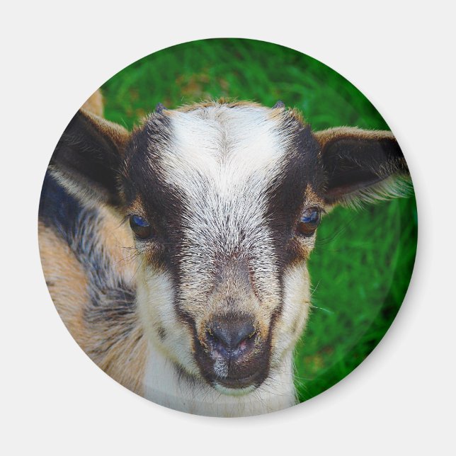 Färg Magnet (Framsidan)