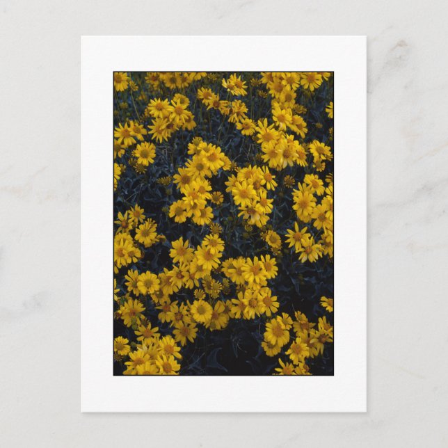 " Färg Me Gult " Vykort (Framsida)