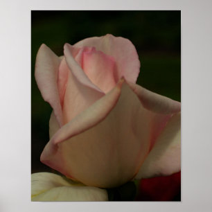 Färg på tonad Rosenknopp Poster