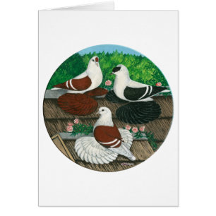 Färg Pigeon Trio Hälsningskort