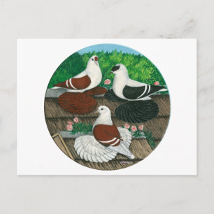 Färg Pigeon Trio Vykort