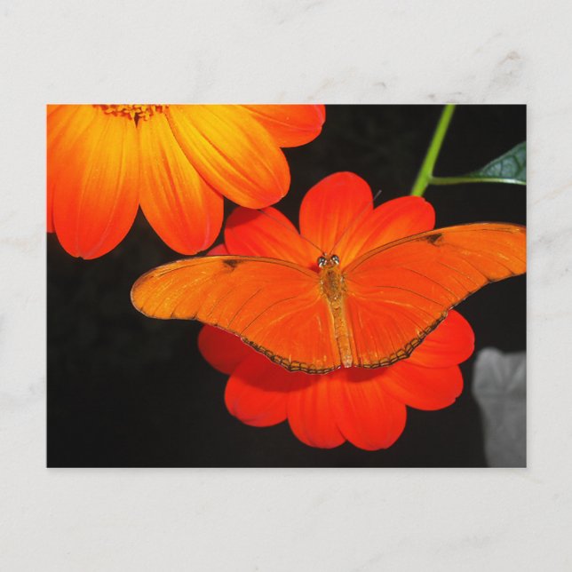 färg samordnat vykort (Framsida)