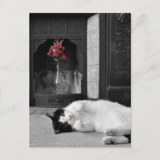 Färg Stänk Cat Vykort
