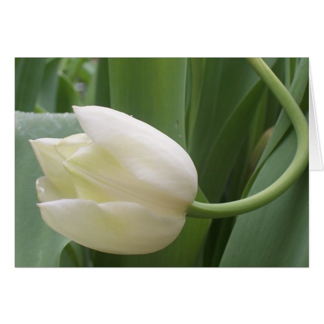 färg tulip hälsningskort (Framsidan Horizontal)