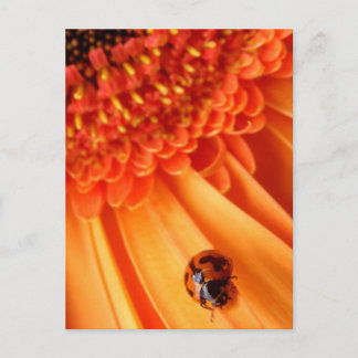 färg under sommaren vykort