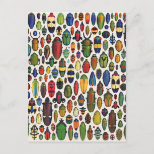 Färg Vintage Illustrerade Beetles Vykort